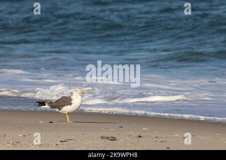 Grande gabbiano nero-posteriore - Larus marinus Foto Stock