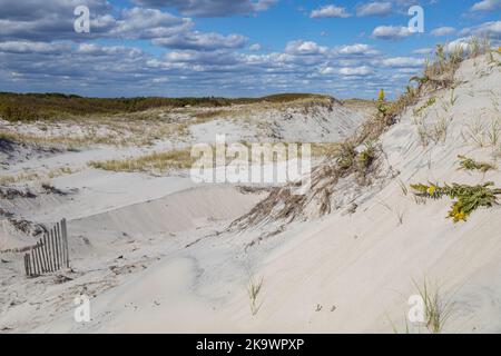 Le praterie miste delle dune formano dove il vento e lo spruzzo di sale impediscono la formazione di arbusti o alberi Foto Stock