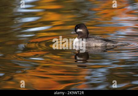 Femmina Bufflehead, Bucephala albeola, nuoto e alimentazione sul lago in autunno, con riflessi acero rosso oltre. Foto Stock