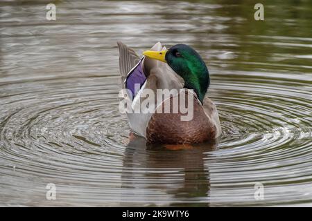 Maschio Mallard, Anas platyrhynchos, nutrimento e la prealimentazione sul lago, a fine autunno. Foto Stock
