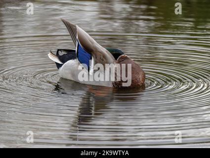 Maschio Mallard, Anas platyrhynchos, nutrimento e la prealimentazione sul lago, a fine autunno. Foto Stock