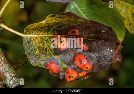 La ruggine europea delle pere, Gymnosporangium sabinae, sulle stanghe di una pera culinaria, Catillac, in autunno. Foto Stock