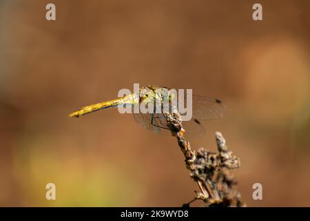 Una libellula gialla siede su un ramo, vista estiva Foto Stock