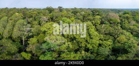 Foresta tropicale amazzonica al Museu da Amazonia (MUSA). Manaus, Amazonas, Brasile. Foto Stock