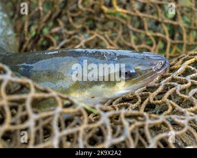 Anguilla europea (Anguilla anguilla) in rete di anguilla, Cambridgeshire Foto Stock