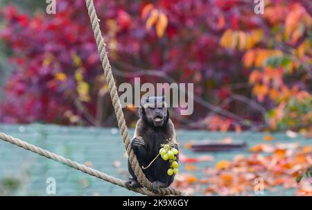 Monkey gode delle uve in recinto di animali allo Zoo di Zagabria pochi giorni prima di Halloween, a Zagabria, Croazia, il 30 ottobre 2022. Foto: Josip Regovic/PIXSELL Credit: Pixsell agenzia foto e video/Alamy Live News Foto Stock