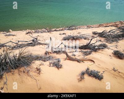 Una lucertola Perentie su rocce rosse nell'entroterra dell'Australia centrale. Foto Stock