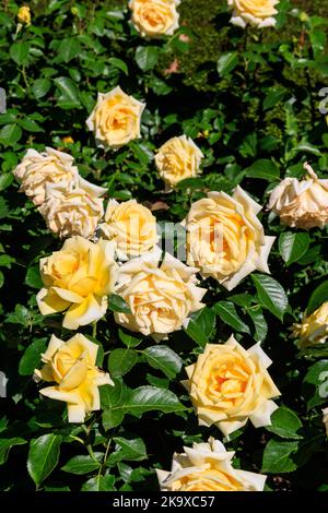Belle rose gialle sul letto di fiori in un giardino Foto Stock