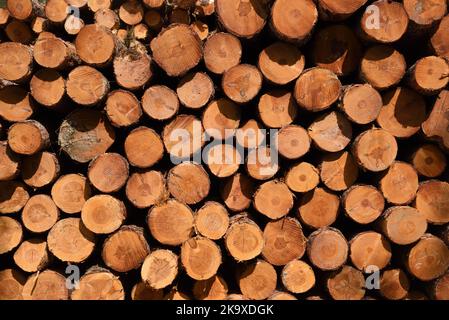 Tronchi tagliati o impilati in legno impilati pronti per la trasformazione o la consegna alla Timber Yard nelle Alpi francesi Francia Foto Stock