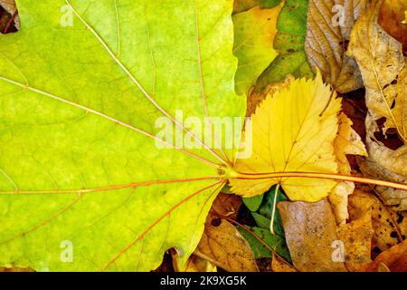 Coloratissime foglie autunnali a terra. Foto Stock