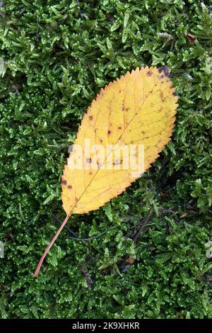 Foglia autunnale colorata su muschio Foto Stock