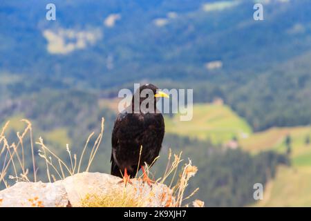 Stoppa alpina o stoppa gialla (graculo di Pyrhocorax) nell'habitat naturale montano delle Alpi, in Svizzera Foto Stock