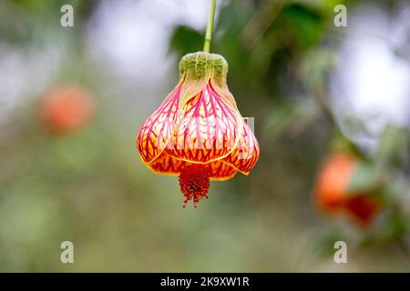 Abutilon fiore lanterna cinese, abutilon striatum, un membro sempreverde della famiglia del nightshade. Fiore di campana arancione e giallo con prominente cremisi Foto Stock