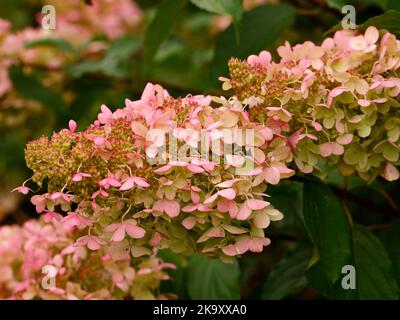 Primo piano dei fiori autunnali del giardino deciduo arbusto Hydrangea paniculata Dolly. Foto Stock