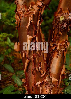 Primo piano della corteccia di peeling di colore arancione autunno del piccolo albero in crescita del giardino Acer griseum. Foto Stock