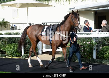 Ascot, Berkshire, Regno Unito. 29th ottobre 2022. Horse Goshen nel Parade Ring prima dell'Ascot Underwriting Novices' Limited handicap Chase Steeple. Proprietario Steven Packham. Allenatore Gary Moore, Horsham. Credit: Maureen McLean/Alamy Live News Foto Stock