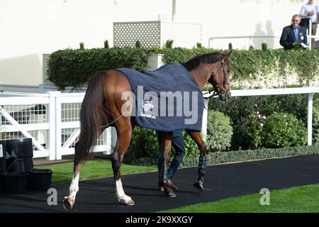 Ascot, Berkshire, Regno Unito. 29th ottobre 2022. Horse Goshen nel Parade Ring prima dell'Ascot Underwriting Novices' Limited handicap Chase Steeple. Proprietario Steven Packham. Allenatore Gary Moore, Horsham. Credit: Maureen McLean/Alamy Live News Foto Stock