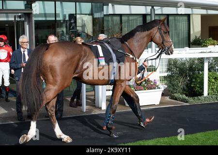 Ascot, Berkshire, Regno Unito. 29th ottobre 2022. Horse Goshen nel Parade Ring prima dell'Ascot Underwriting Novices' Limited handicap Chase Steeple. Proprietario Steven Packham. Allenatore Gary Moore, Horsham. Credit: Maureen McLean/Alamy Live News Foto Stock