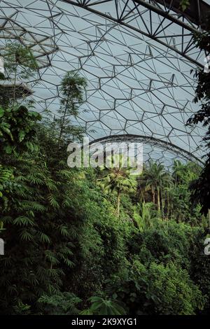 All'interno del bioma della foresta pluviale. Uno dei diversi eco-biomes a forma di nido d'ape all'Eden Project a Bodelva, St Austell, Cornovaglia Foto Stock