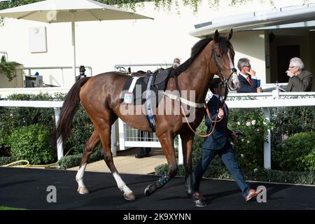 Ascot, Berkshire, Regno Unito. 29th ottobre 2022. Horse Goshen nel Parade Ring prima dell'Ascot Underwriting Novices' Limited handicap Chase Steeple. Proprietario Steven Packham. Allenatore Gary Moore, Horsham. Credit: Maureen McLean/Alamy Live News Foto Stock