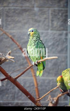 Pappagallo amazzonico con corona gialla o pappagallo con corona gialla specie di pappagallo amazzonica ocrocephala originaria del Sud America tropicale focalizzazione selettiva Foto Stock