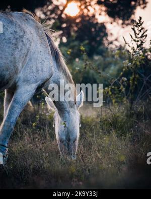 Bel cavallo grigio mustang pascolo durante il tramonto. Foto Stock