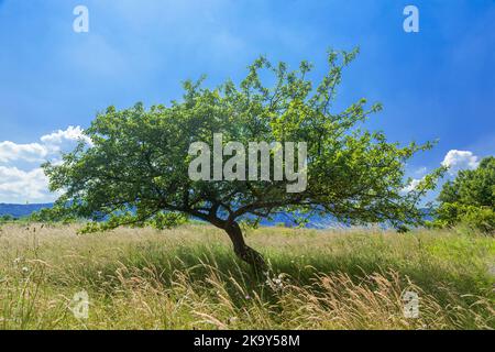 Albero solitario in campo estivo su cielo blu Foto Stock