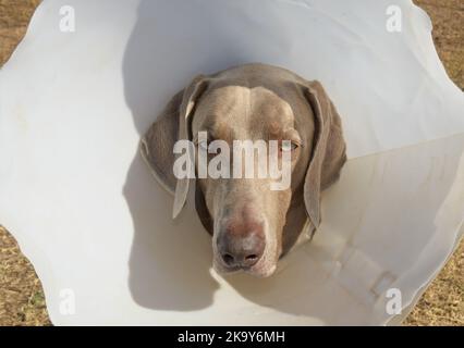 Weimaraner cane che indossa un collare medico per evitare che lui leccare una ferita Foto Stock