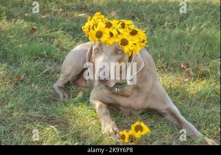 Bel cane Weimaraner sdraiato in erba, indossando una corona fatta di girasoli Foto Stock