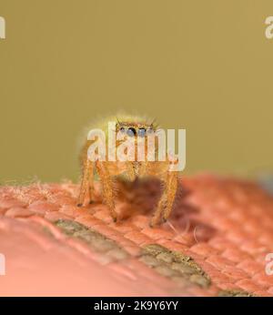 Adornably cute immatura femmina Phidippus pius jumping ragno su nylon rosa con sfondo verde muto Foto Stock