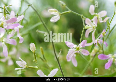 Brodo fiorito di notte (Matthiola longipetala) Foto Stock