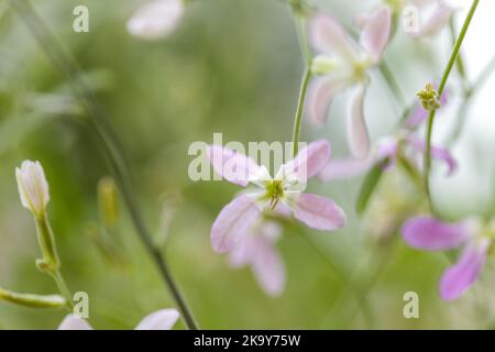 Brodo fiorito di notte (Matthiola longipetala) Foto Stock