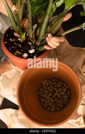 Trapianto di zamiokulkas in un grande vaso di fiori. Giardinaggio, piantatura di primavera, cura di piante di casa. Il concetto di amore per la natura. Ecologia e ambiente. Negozio di piante di fiori. Casa dolce. Un luogo da copiare. Foto verticale Foto Stock