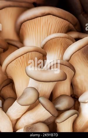 Primo piano di funghi freschi di ostrica o di hiratake, funghi commestibili coltivati Foto Stock