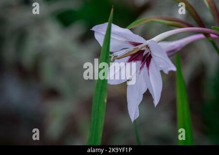 sfondo naturale con foglie autunnali Foto Stock