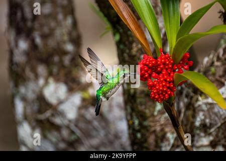 Giardino smeraldo hummingbird (femmina) su Maxillaria fulgens orchid Foto Stock