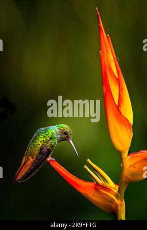 Colibrì dalla coda rufosa su un'immagine di un fiore di heliconia di colore arancione scattata a Panama Foto Stock