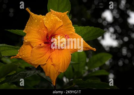 Fiore di ibisco di colore arancione Foto Stock