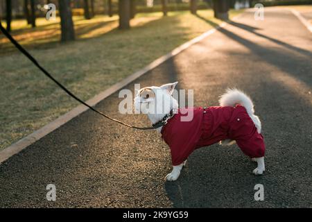 Primo piano ritratto del carino cane Jack Russell in tuta a piedi nel parco autunnale. Cucciolo è vestito in maglione passeggiate Foto Stock