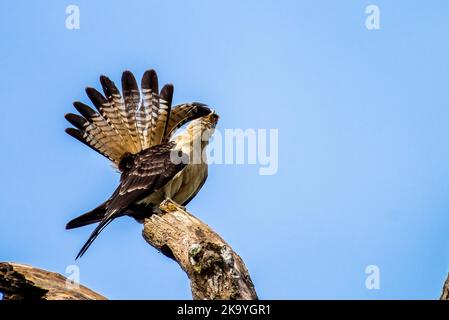 Carcara dalla testa gialla che puliva le sue piume Foto Stock