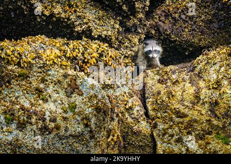 Raccoon che guarda tra massi lungo la linea della bassa marea nell'Arcipelago di Broughton, territorio delle prime Nazioni, territori tradizionali del Kwa Foto Stock