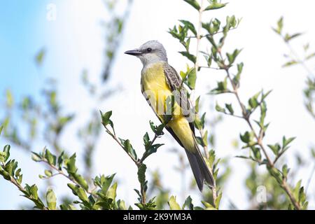 Kingbird tropicale (Tyrannus melancholicus) arroccato su un ciliegio tropicale. Foto Stock