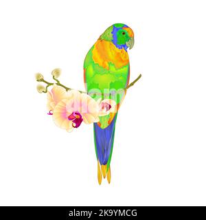 Sun Conure Parrot uccello tropicale in piedi su un orchidea gialla Phalaenopsis su uno sfondo bianco vettore illustrazione modificabile disegno a mano Illustrazione Vettoriale