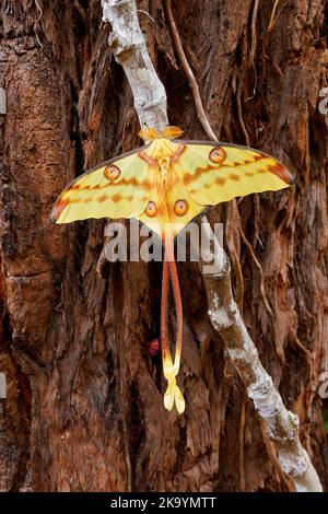 Falce cometa o falce lunari del Madagascar (Argema mittrei), falce grandi native delle foreste pluviali del Madagascar, ali gialle con la coda lunga. Ottimo butterf Foto Stock