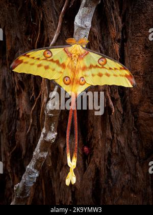 Falce cometa o falce lunari del Madagascar (Argema mittrei), falce grandi native delle foreste pluviali del Madagascar, ali gialle con la coda lunga. Ottimo butterf Foto Stock