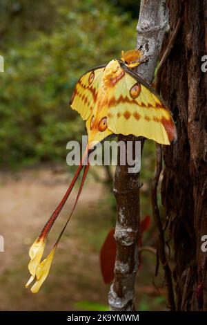 Falce cometa o falce lunari del Madagascar (Argema mittrei), falce grandi native delle foreste pluviali del Madagascar, ali gialle con la coda lunga. Ottimo butterf Foto Stock