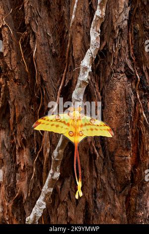 Falce cometa o falce lunari del Madagascar (Argema mittrei), falce grandi native delle foreste pluviali del Madagascar, ali gialle con la coda lunga. Ottimo butterf Foto Stock