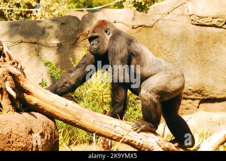 Un gorilla occidentale di pianura sale su un tronco di albero in uno zoo Foto Stock