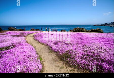 Lovers Point Beach, Monterey, California, Stati Uniti Foto Stock