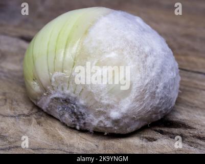 Cipolla e muffa bianca su sfondo ligneo, macro foto. Molti dettagli Foto Stock